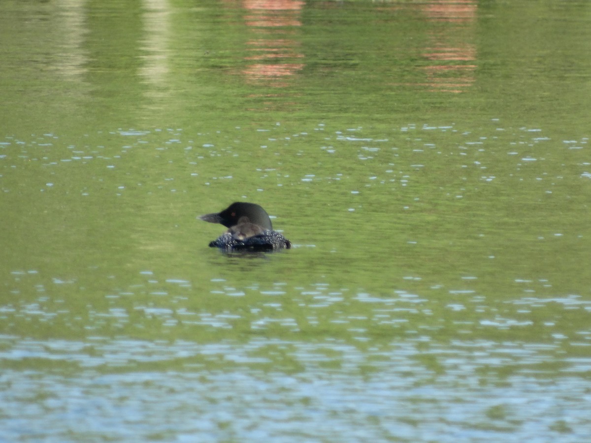 Common Loon - ML244433361