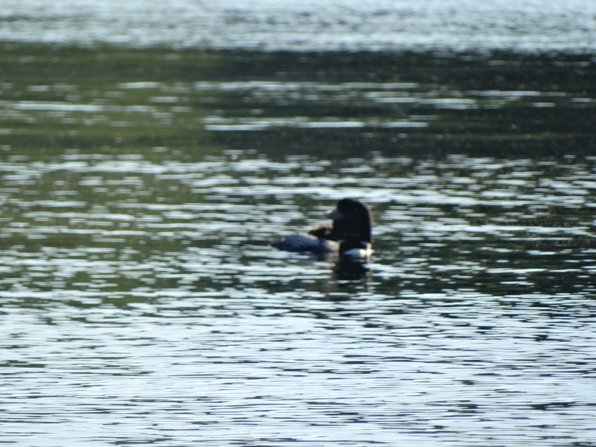 Common Loon - ML244433381