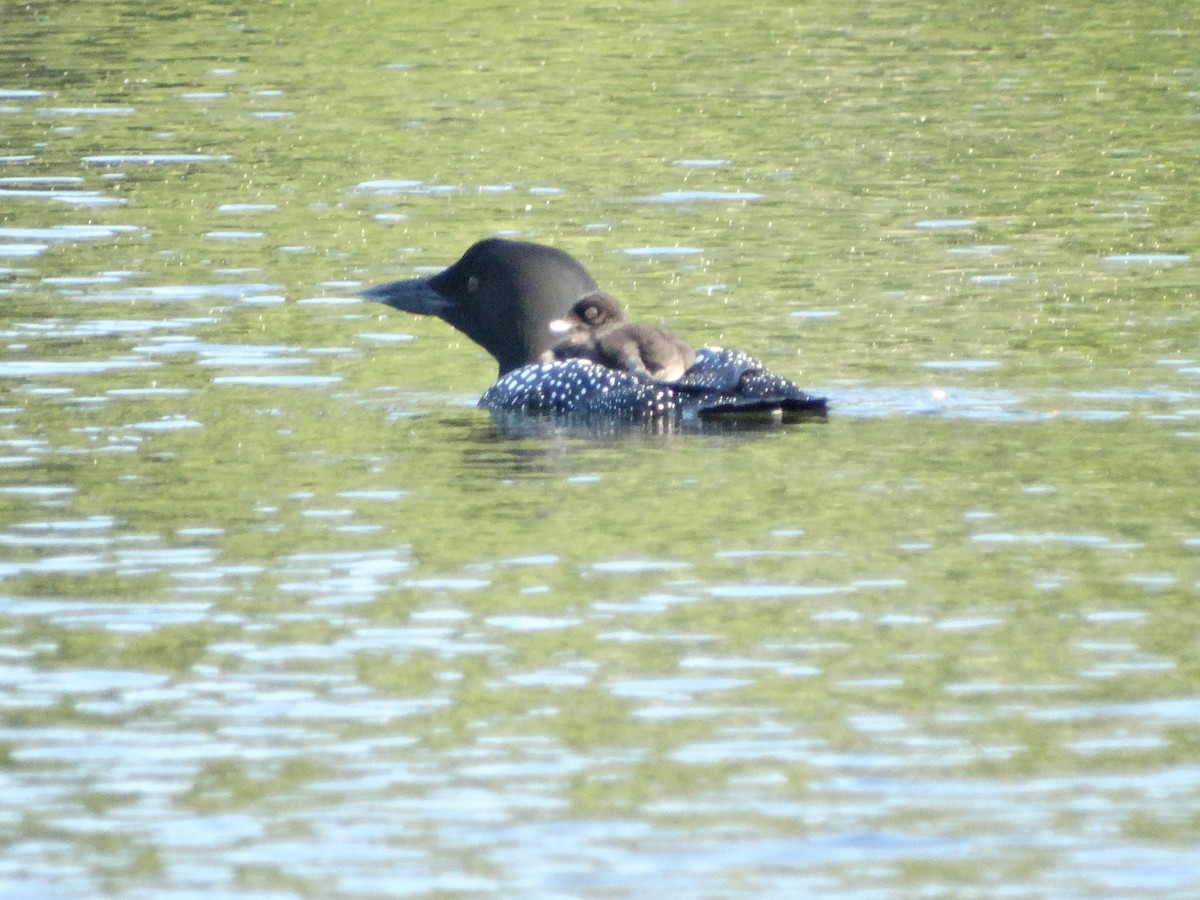 Common Loon - ML244433401