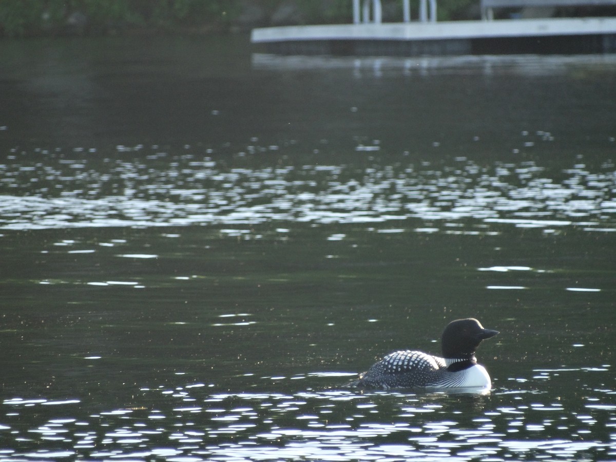 Common Loon - ML244433571