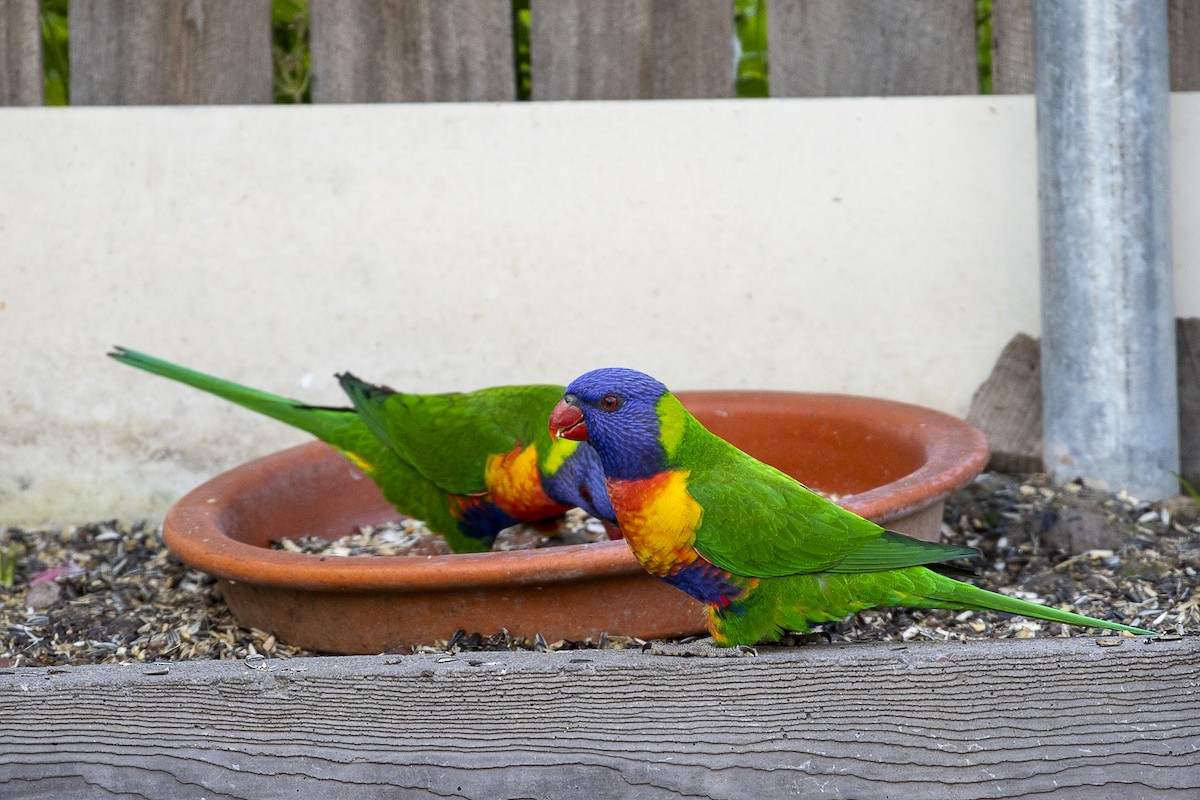 Rainbow Lorikeet - ML244433711