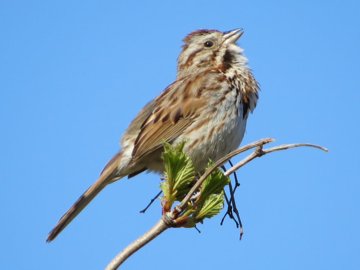 Song Sparrow - ML244433751