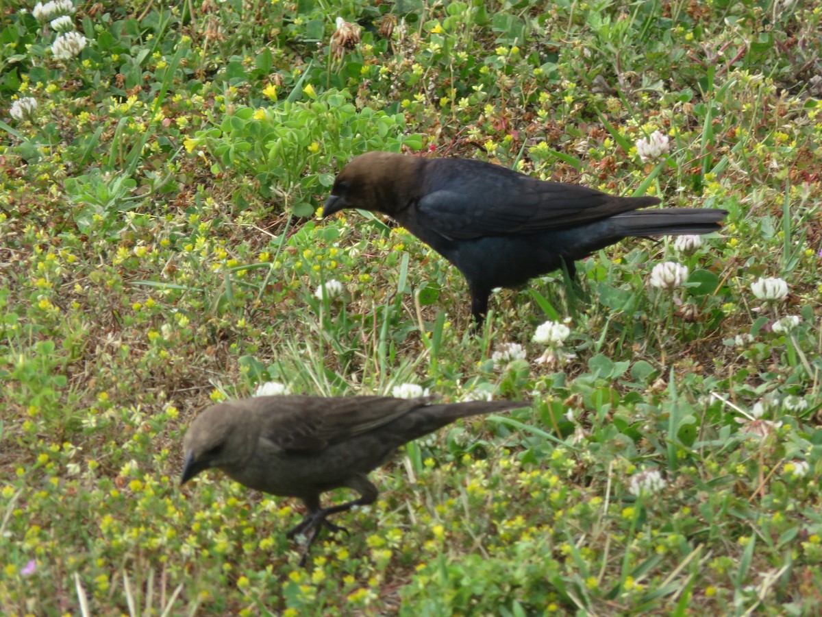 Brown-headed Cowbird - ML244433761