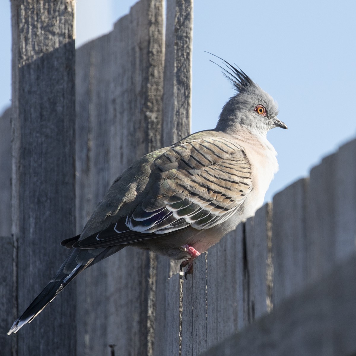 Crested Pigeon - Cedric Bear