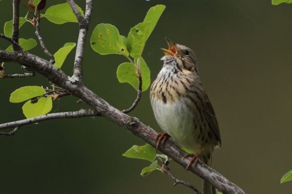 Lincoln's Sparrow - ML244433971