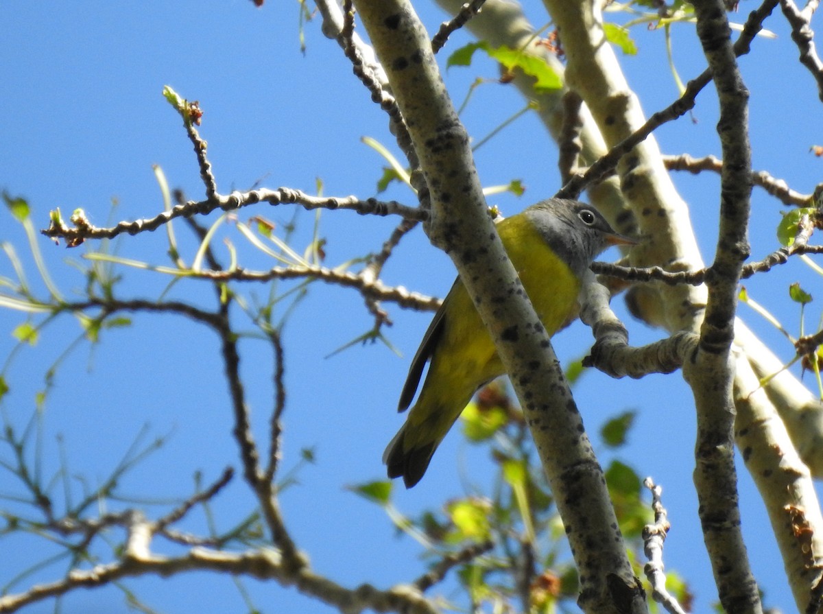 Connecticut Warbler - ML244434721