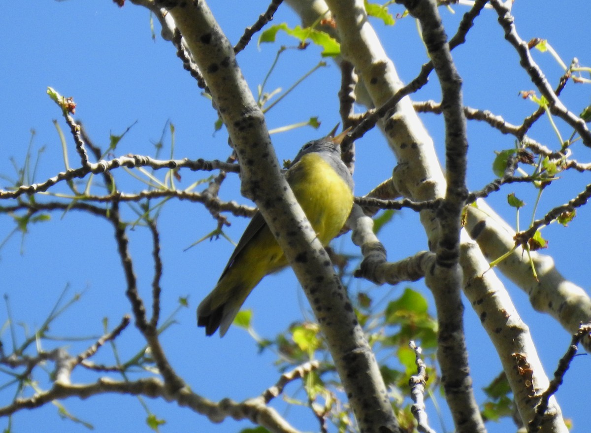 Connecticut Warbler - ML244434751