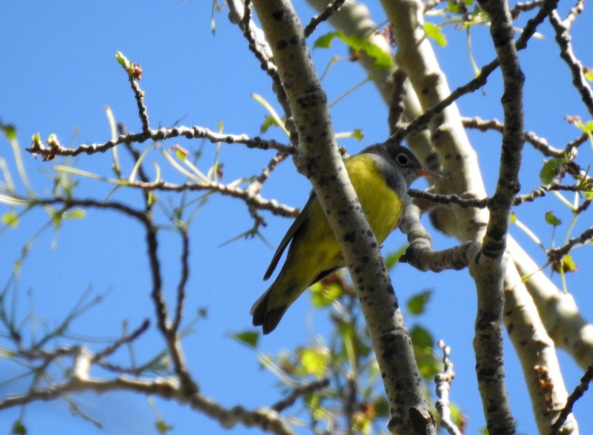 Connecticut Warbler - ML244434761