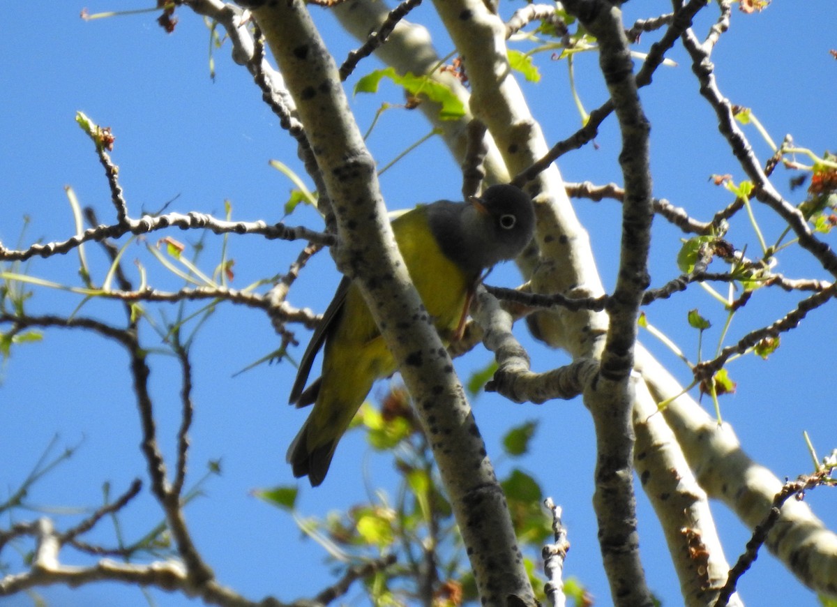 Connecticut Warbler - ML244434771