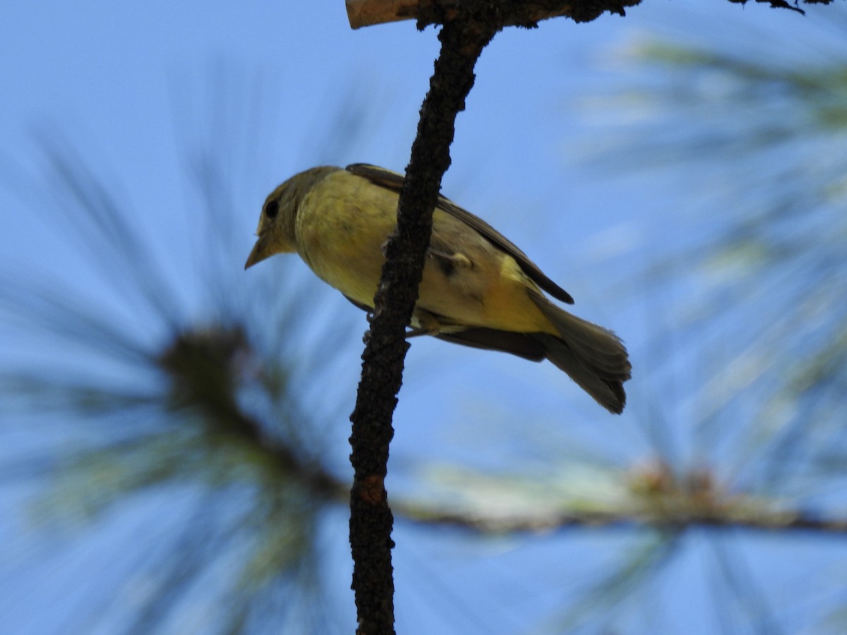 Western Tanager - ML244434921