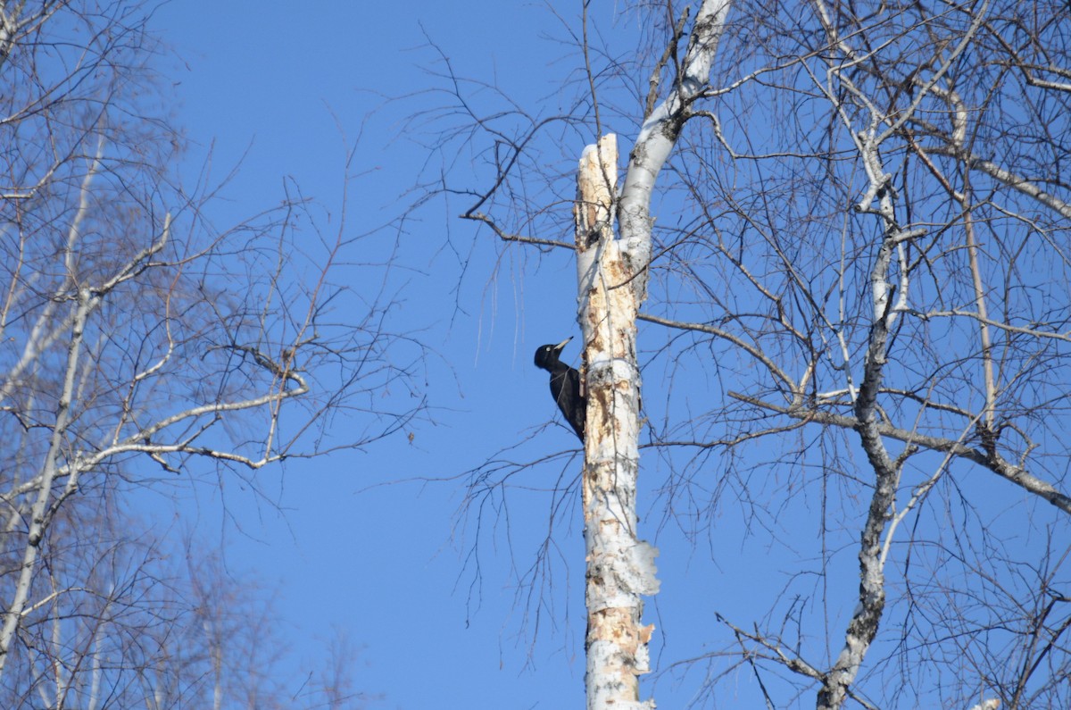 Black Woodpecker - ML24443651