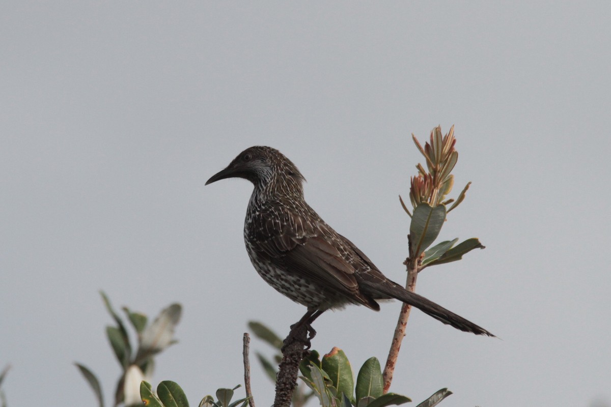 Little Wattlebird - ML244436511