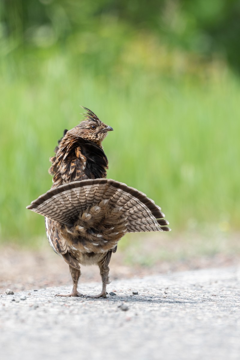 Ruffed Grouse - ML244437301