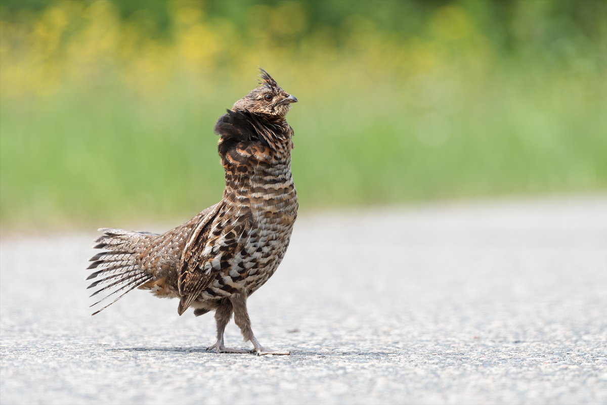 Ruffed Grouse - ML244437351