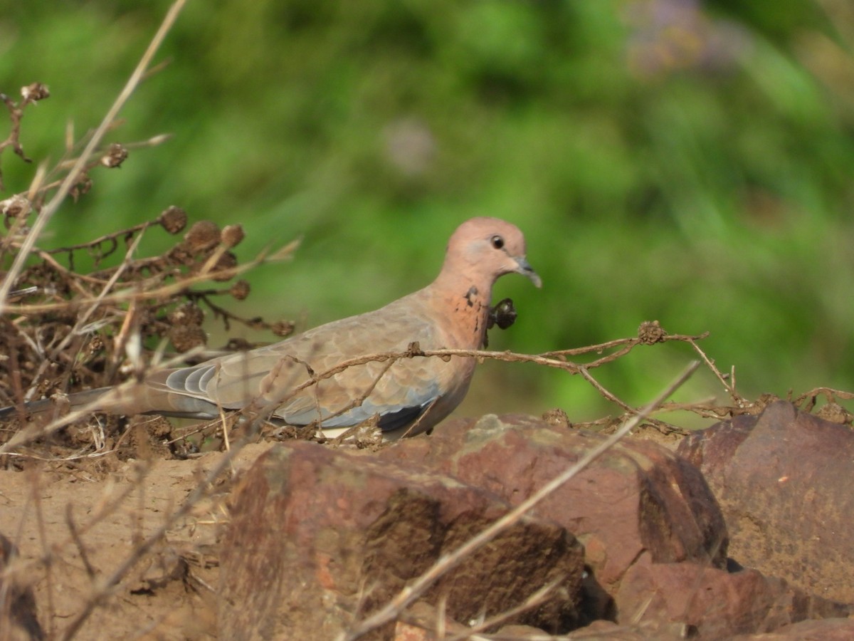 Laughing Dove - ML244439101