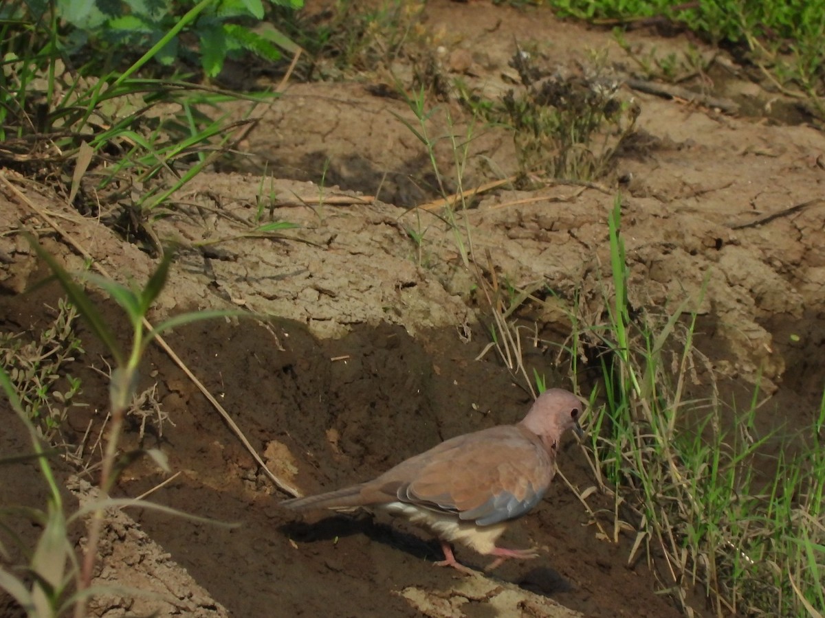 Laughing Dove - ML244439111