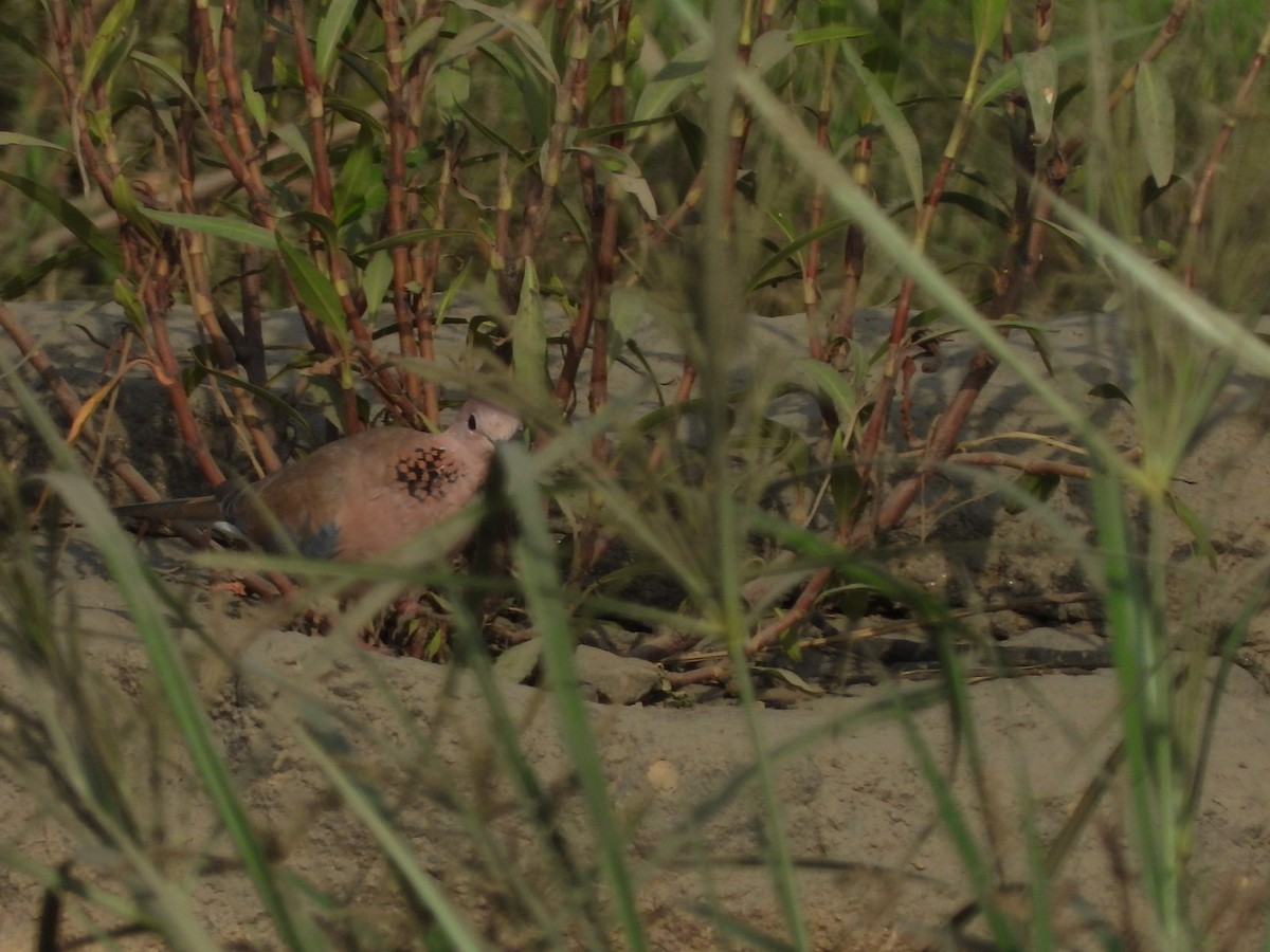 Laughing Dove - ML244439121