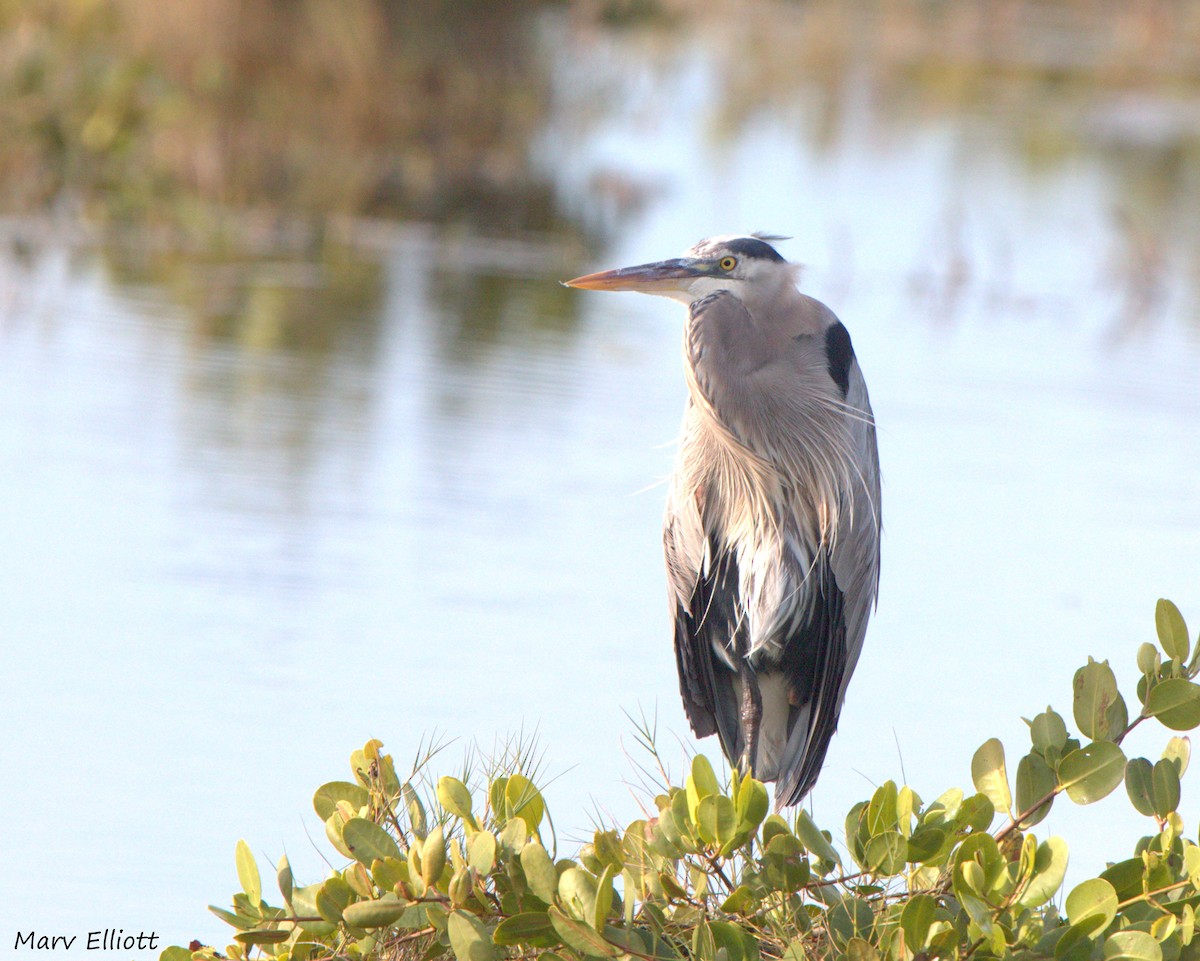 Great Blue Heron - Susan Elliott