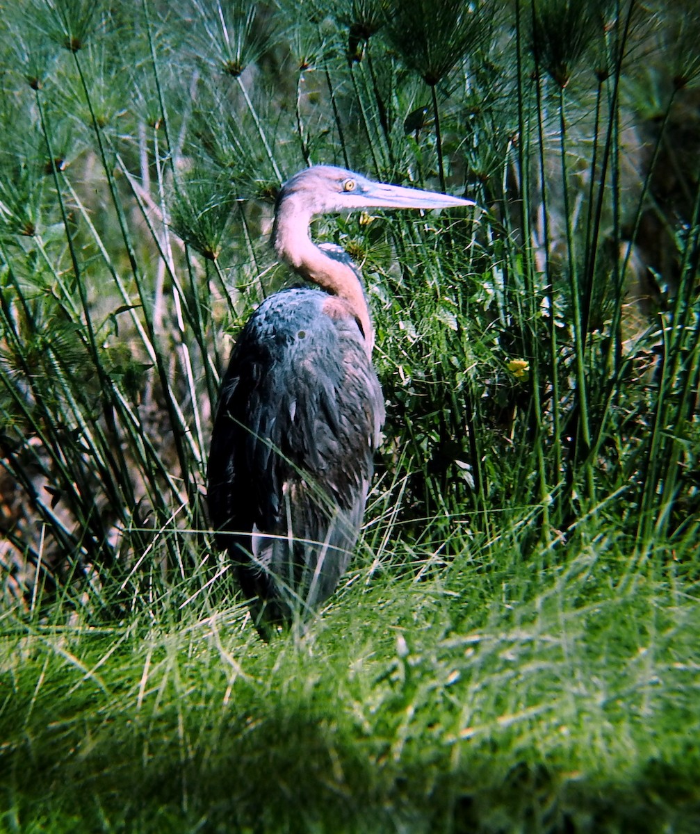 Goliath Heron - ML244440301