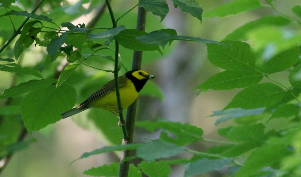 Hooded Warbler - ML244440391