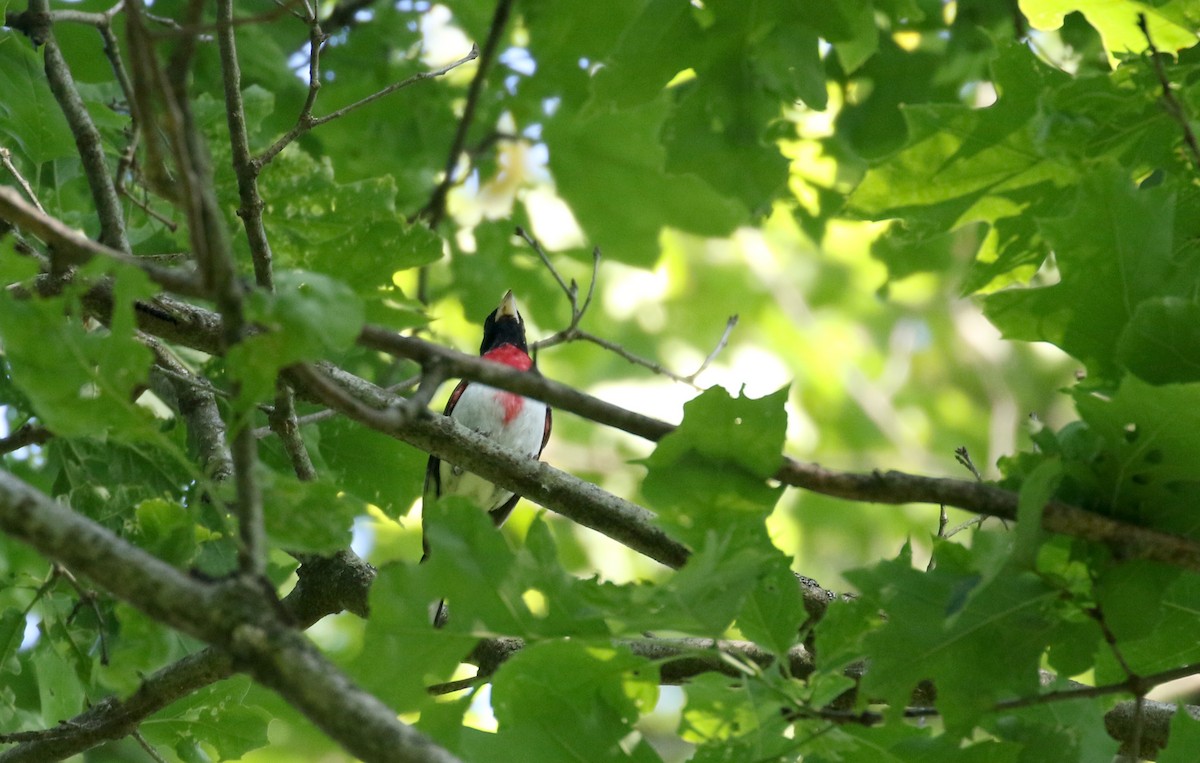 Rose-breasted Grosbeak - ML244440441