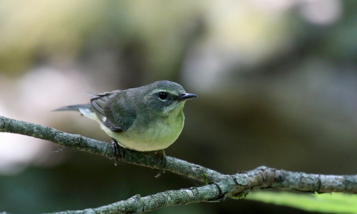 Black-throated Blue Warbler - ML244440471