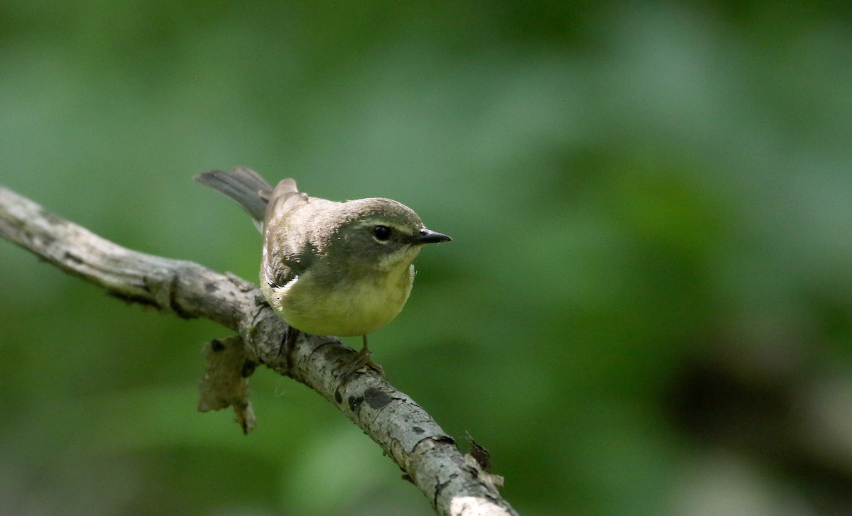 Black-throated Blue Warbler - ML244440551