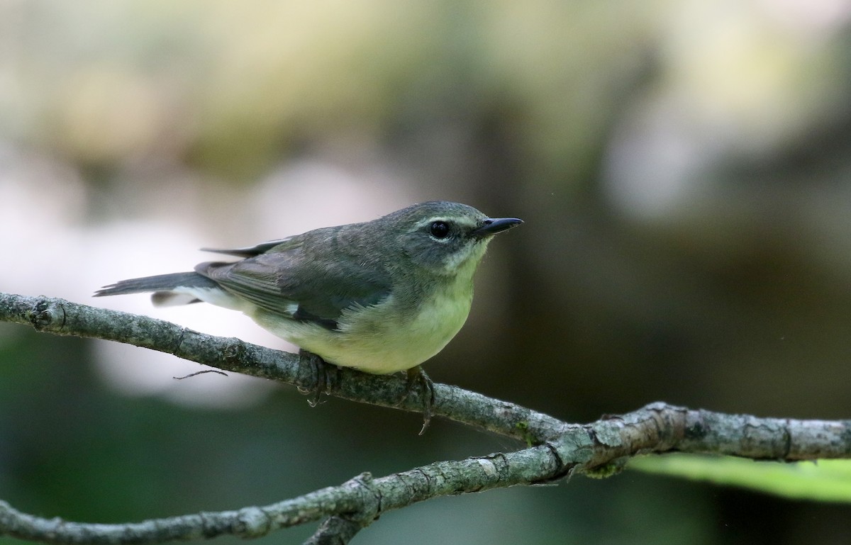 Black-throated Blue Warbler - Jay McGowan