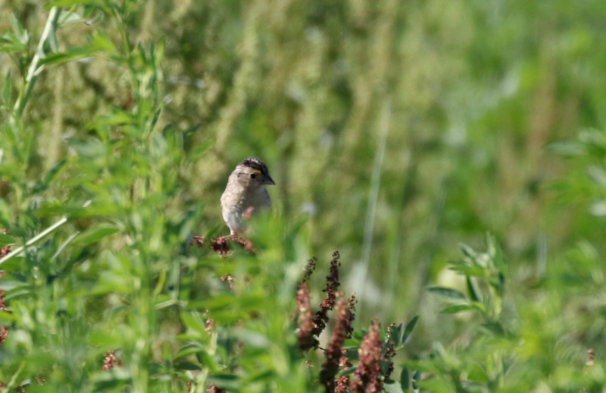 Grasshopper Sparrow - Jay McGowan