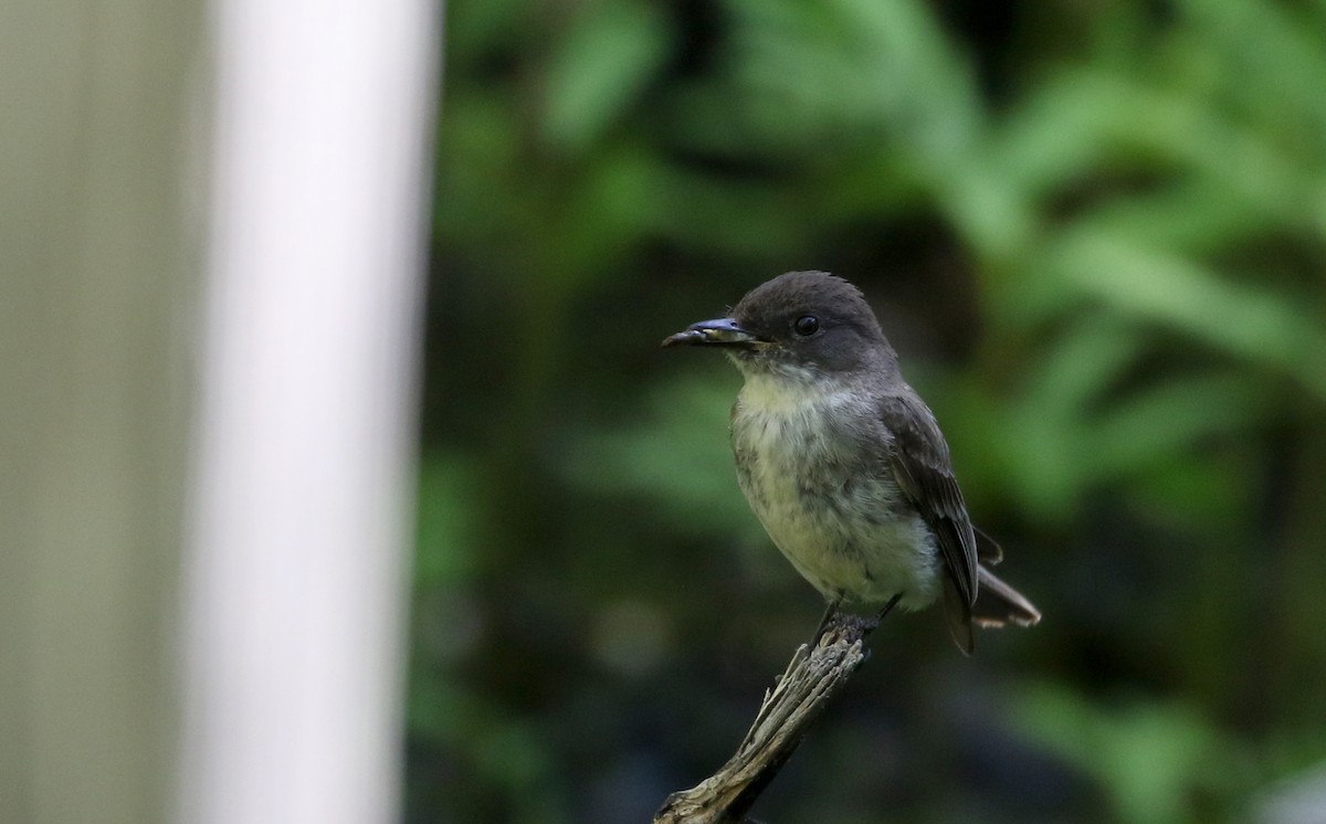 Eastern Phoebe - ML244443271