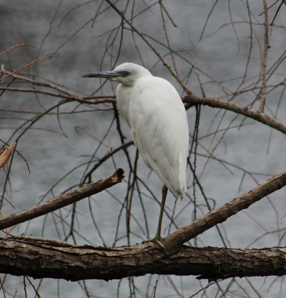 Little Blue Heron - ML24444331