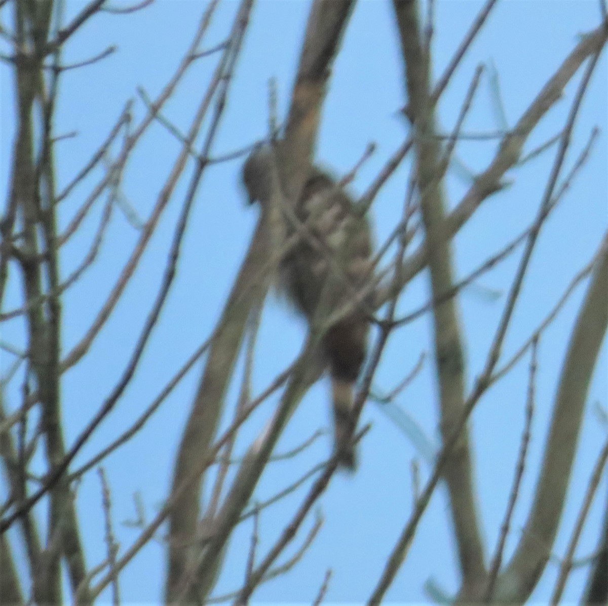 Cooper's Hawk - ML244443681