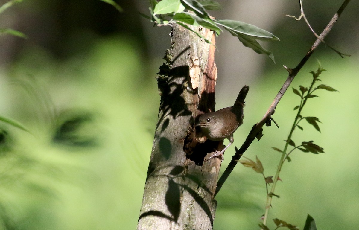 Northern House Wren (Northern) - ML244444151