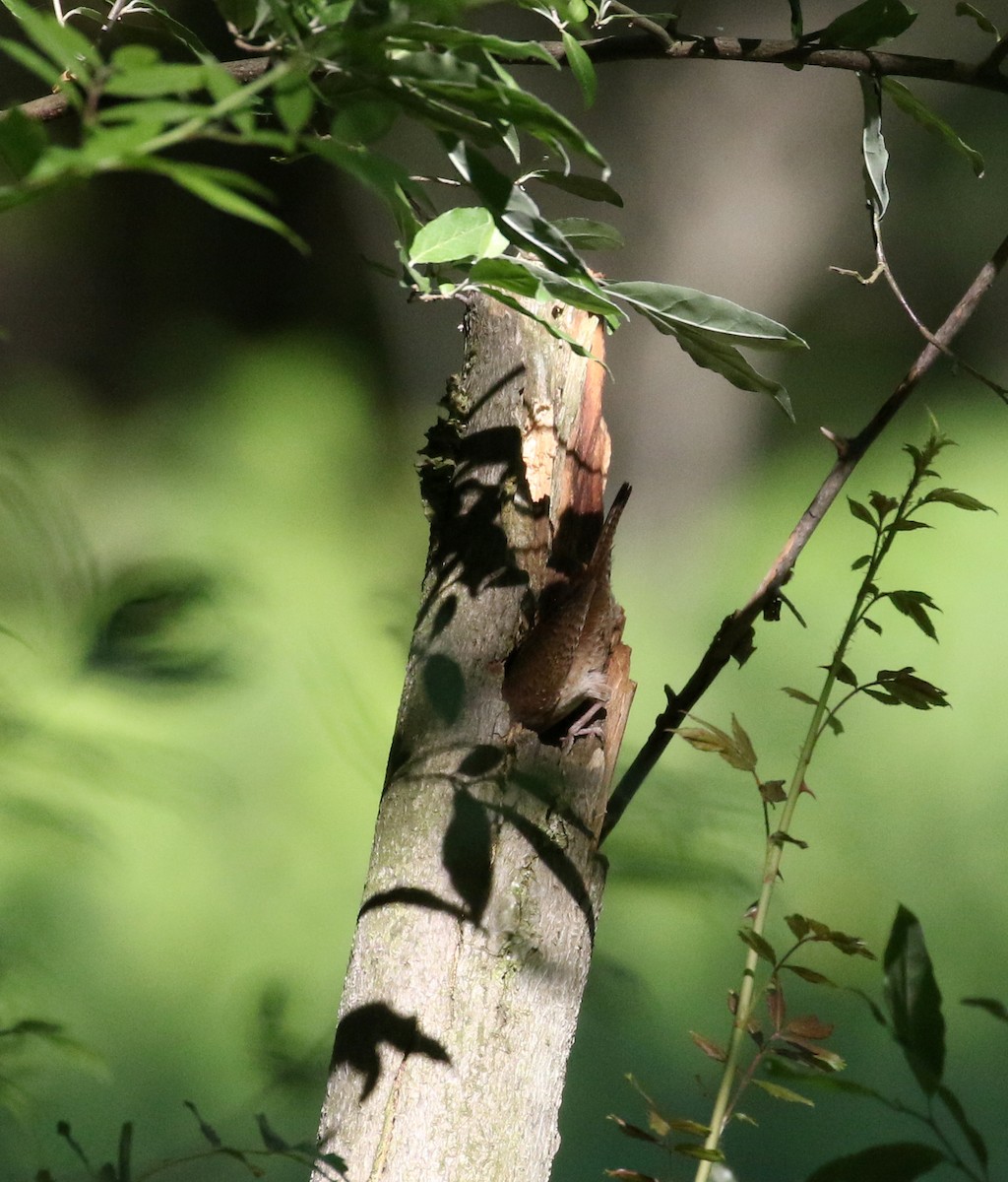 Northern House Wren (Northern) - ML244444211