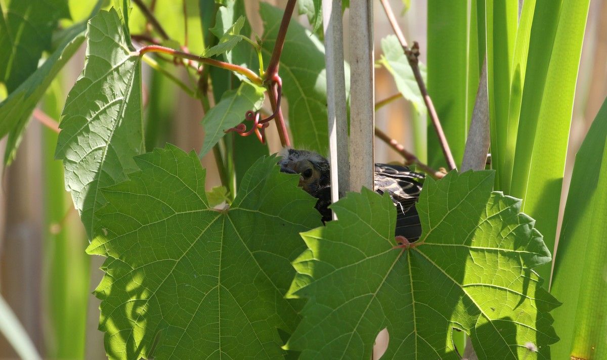 Red-winged Blackbird (Red-winged) - ML244444251
