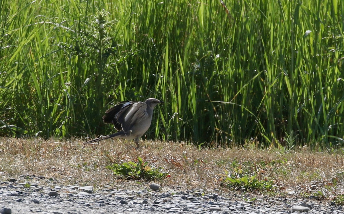 Northern Mockingbird - ML244444271