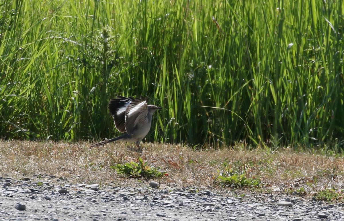 Northern Mockingbird - ML244444291