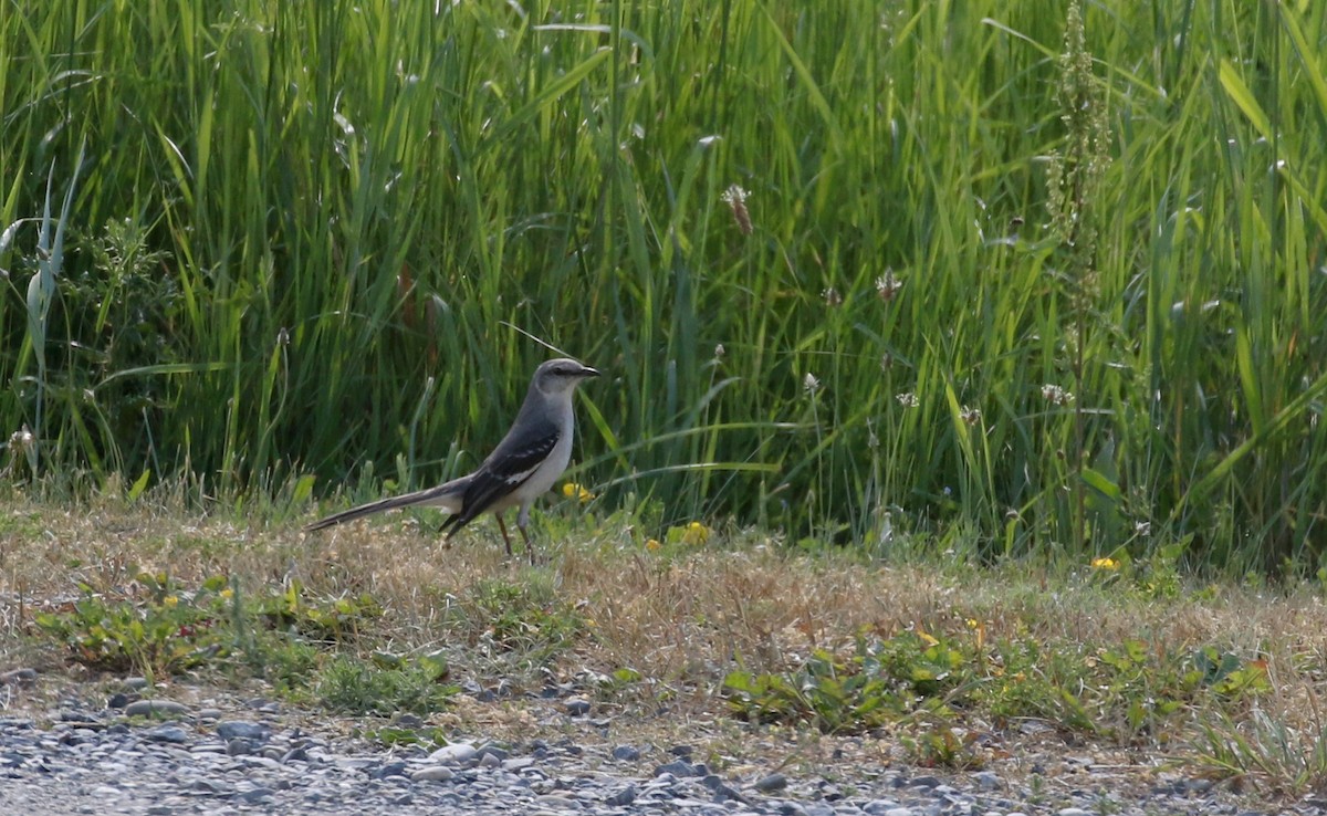 Northern Mockingbird - ML244444311