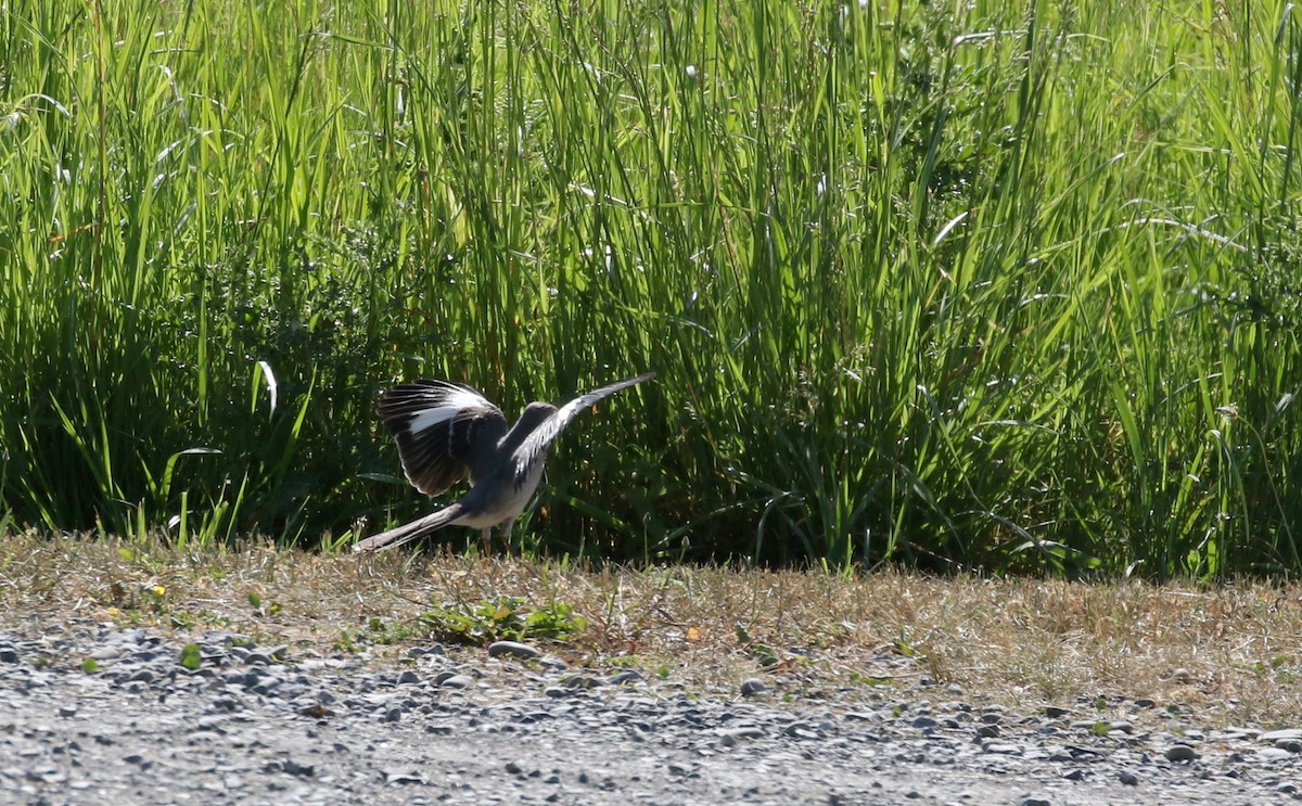 Northern Mockingbird - ML244444321