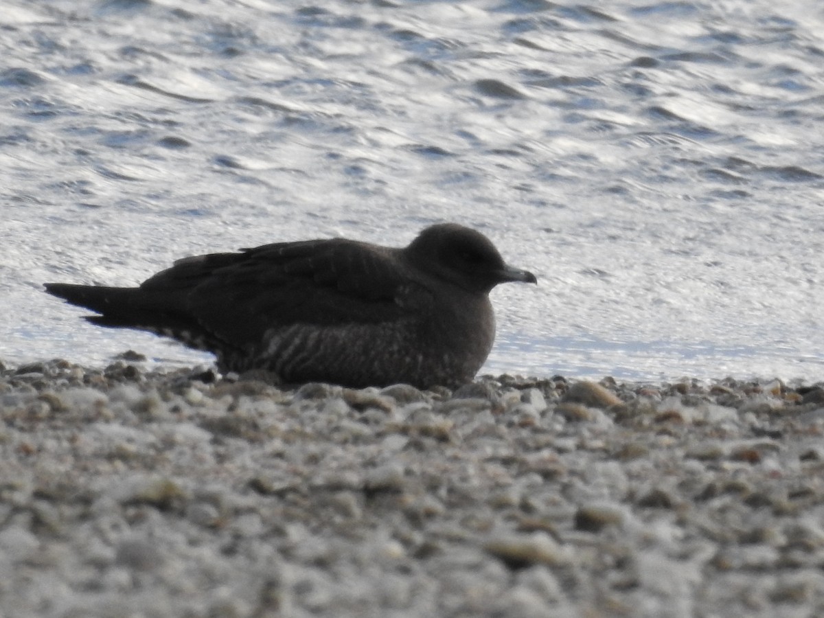 Long-tailed Jaeger - ML244444941