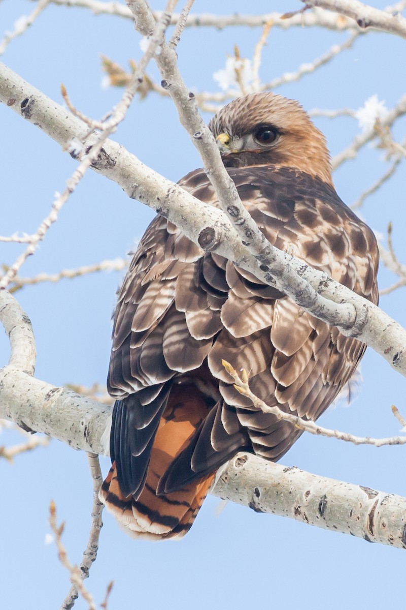 Red-tailed Hawk - ML24444501
