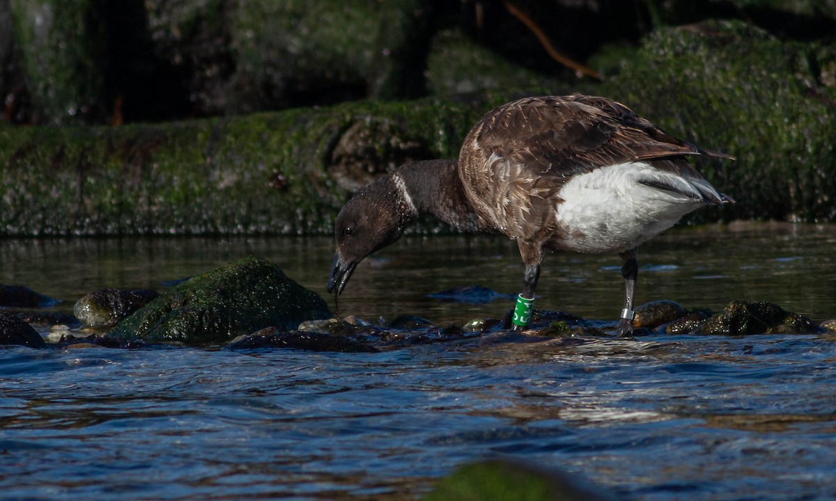 黑雁(nigricans) - ML244445521