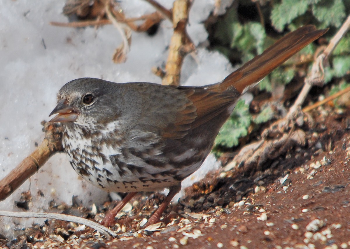 Fox Sparrow (Slate-colored) - ML24444731