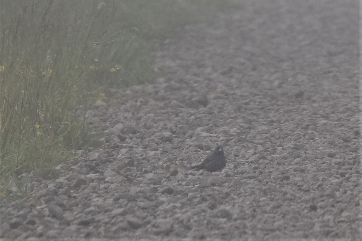 Blue Grosbeak - ML244447331