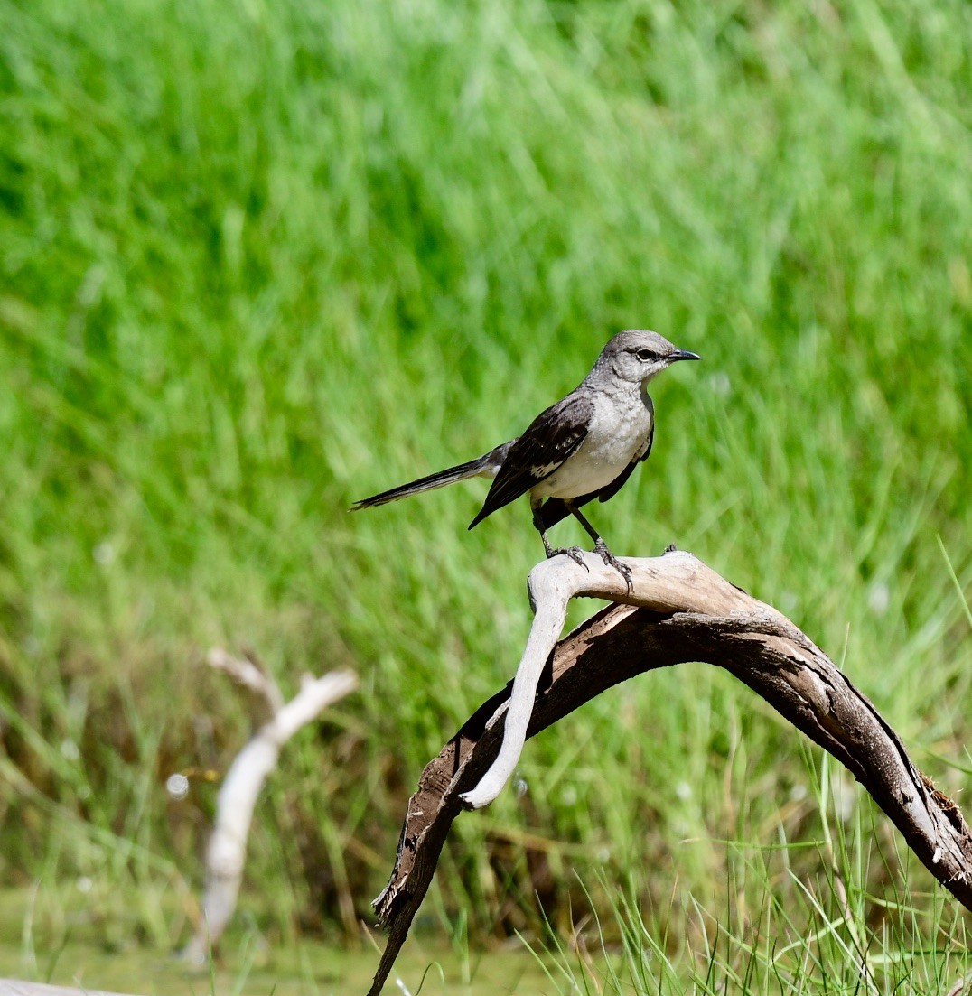 Northern Mockingbird - ML244449741