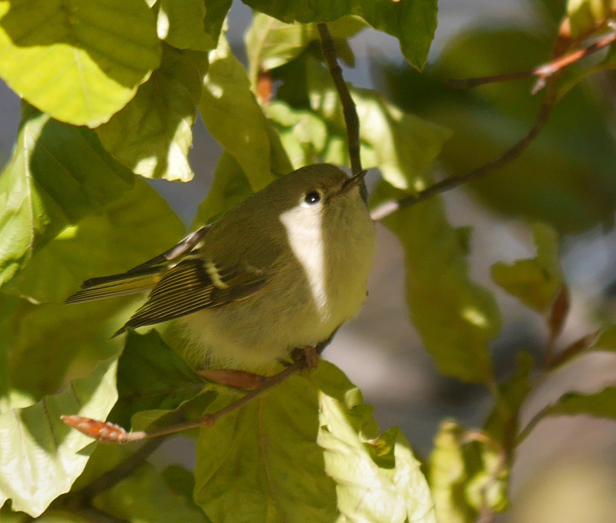 Ruby-crowned Kinglet - ML244449791