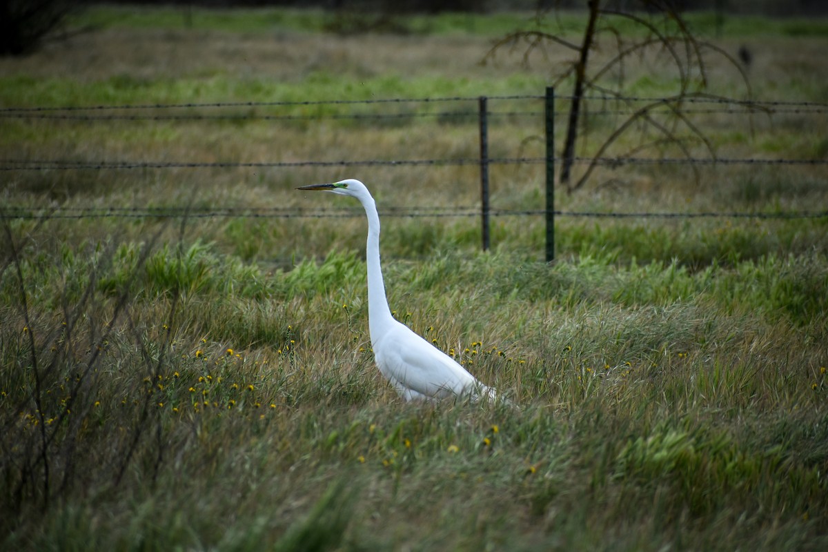 Great Egret - ML244449981