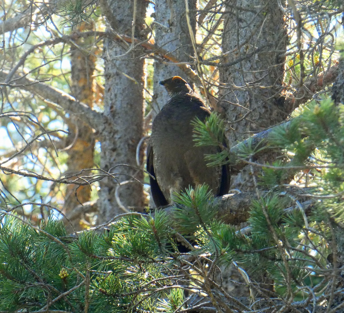 Sooty Grouse - Peter Ross