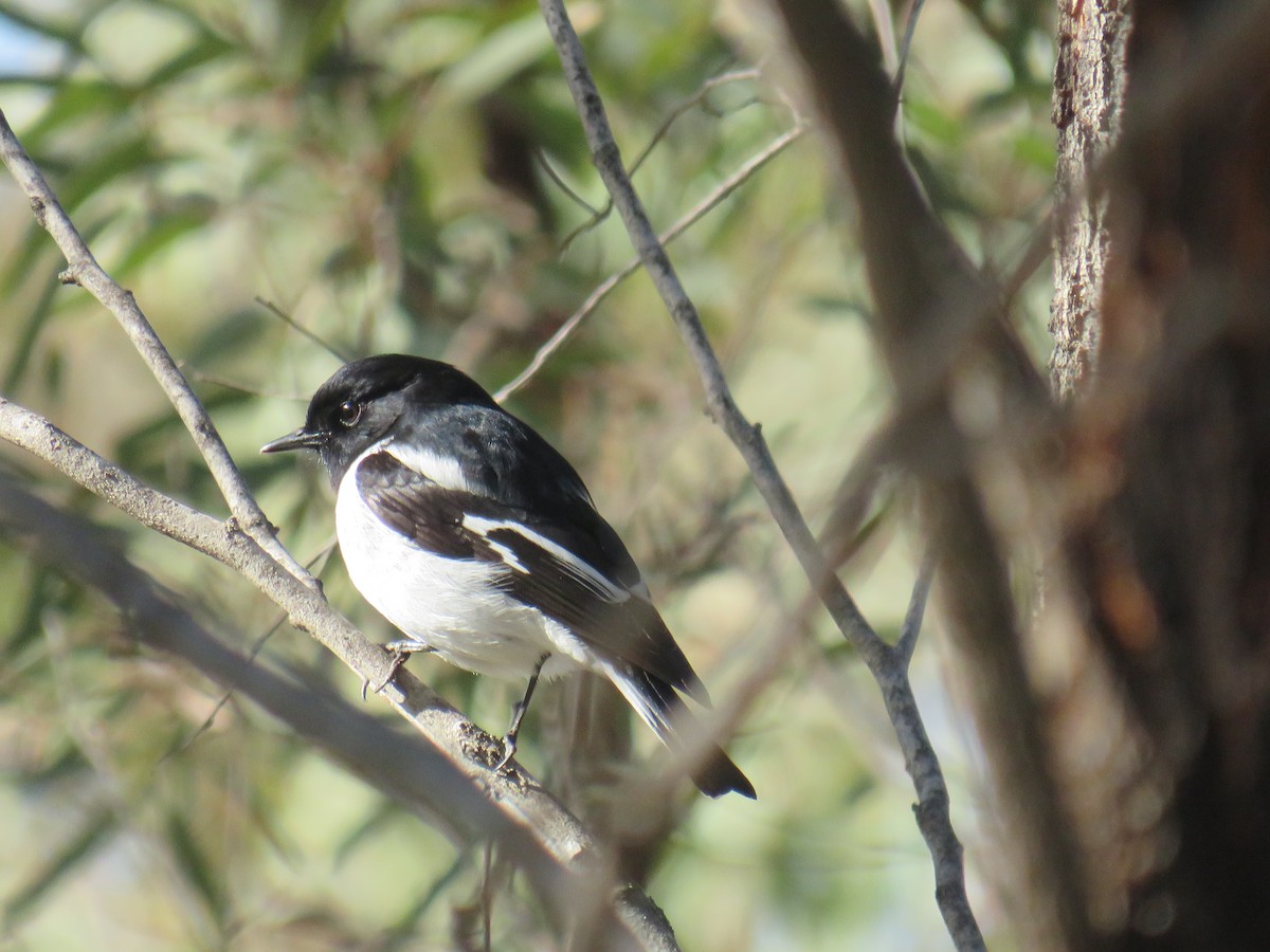 Hooded Robin - ML244450541