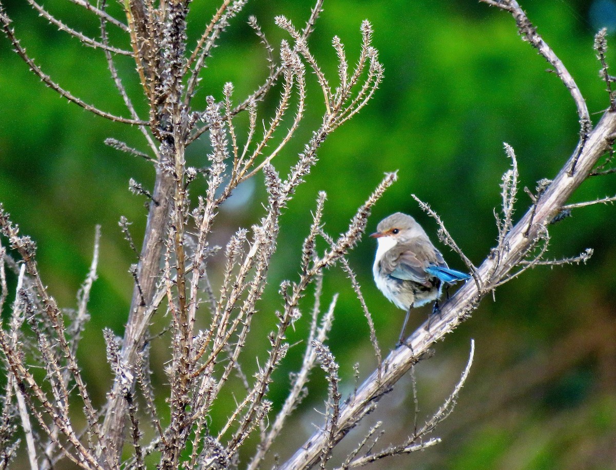 Splendid Fairywren - ML244450651